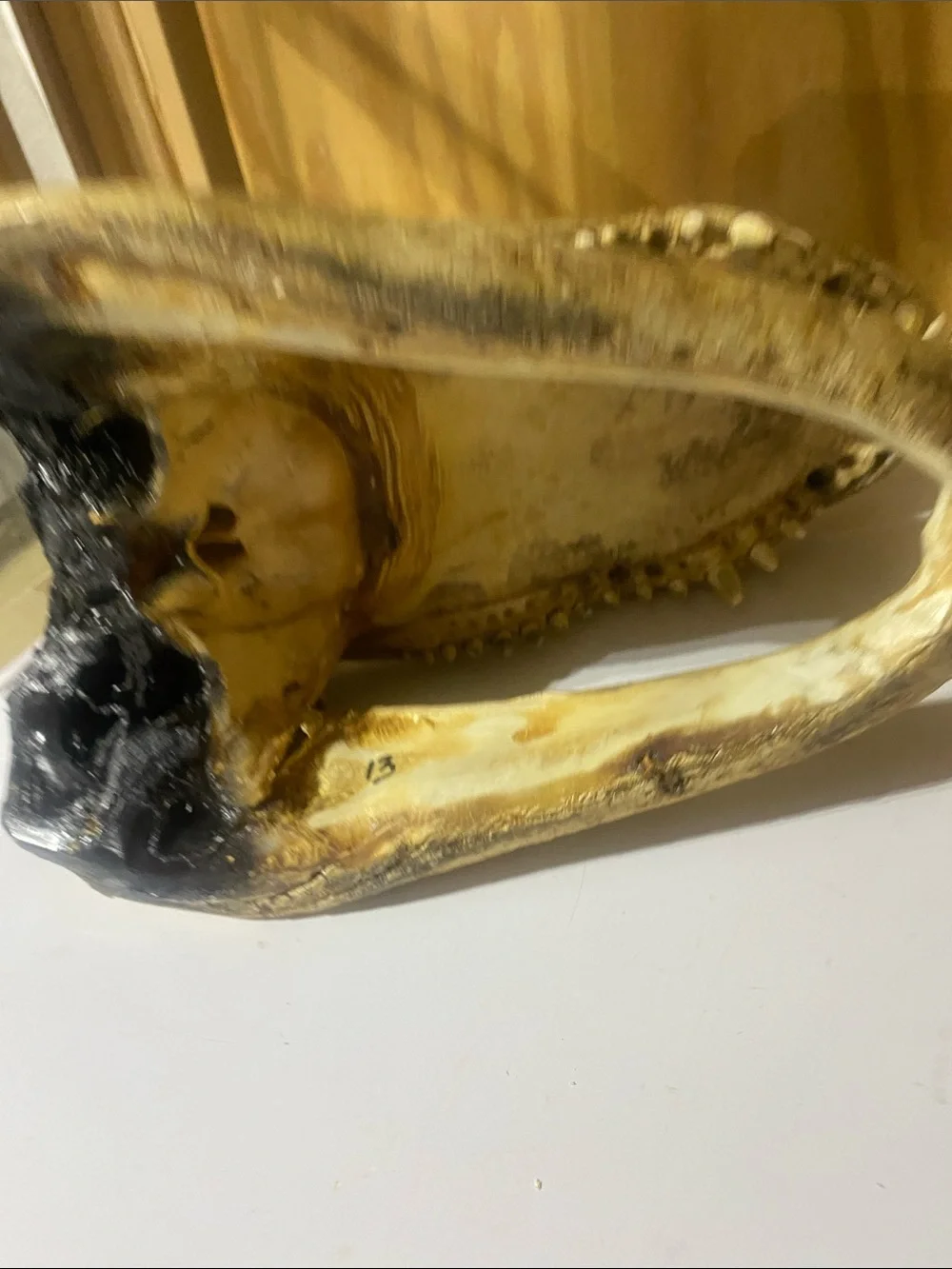 Crocodile Skull — Natural Brown